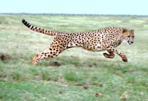 Cheeta rent 450 dlldoa - Eugenol