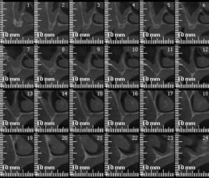 Complet7 geod2t - Eugenol