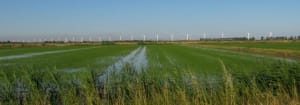 Crau juin 2011 020 eqcfhf - Eugenol
