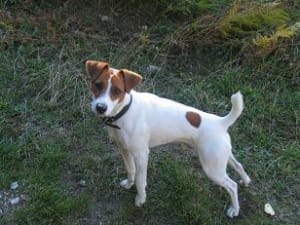 Dié zivtss - Eugenol