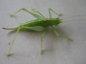 Disney 047 zng8g8 - Eugenol