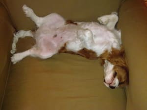 Fripon nhgo2u - Eugenol