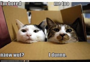 Funny pictures box cats are bored zmehge - Eugenol