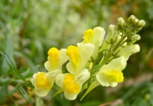 Gueule de loup lixfhy - Eugenol