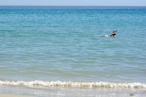 Hal3 ziewqh - Eugenol