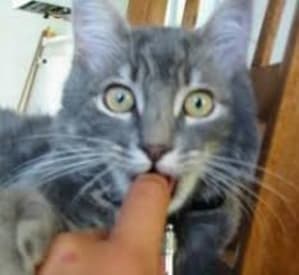 Images bxoi1a - Eugenol