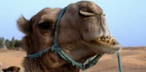 Index loqp1i - Eugenol