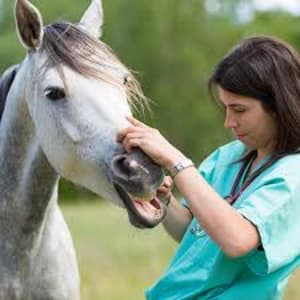 Index ngzx02 - Eugenol