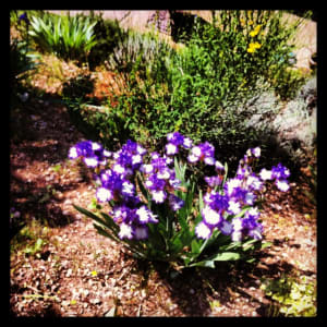 Iris bicolore kosanf - Eugenol