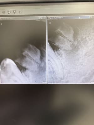 Irtn8pb1fdejva3i2udr - Eugenol