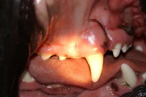 Kyste boxer ajg40t - Eugenol
