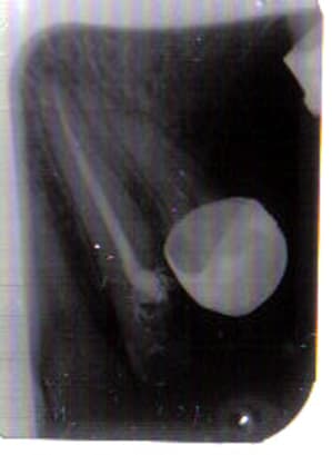 Lastscan canine kqmwsq - Eugenol
