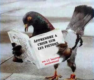 Moineau ao68ce - Eugenol