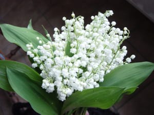 Muguet o3fzxv - Eugenol