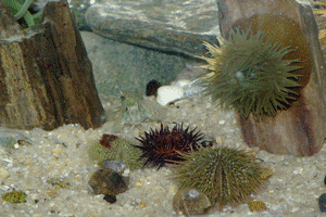 Oursins wtawv8 - Eugenol