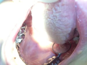 Photo 2 vrev28 - Eugenol