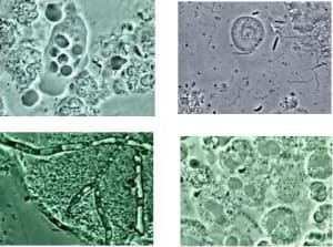 Photo bacterie e5ef5g - Eugenol