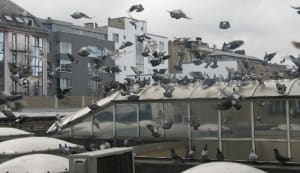 Pigeons 2 mfkzum - Eugenol