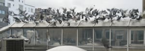 Pigeons 3 mgumee - Eugenol