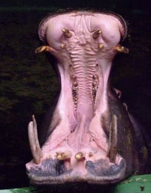 Q3houkdrf6viiy3qly68 - Eugenol