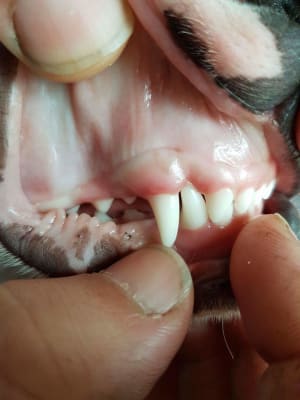 Received 10210892172234169 lr0csl - Eugenol