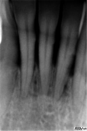 Retro1811 qnzuqy - Eugenol