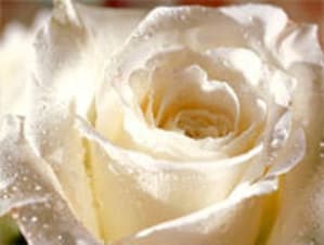 Rose5180 gwkmed - Eugenol