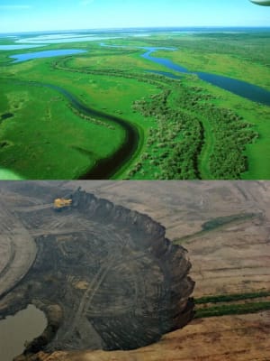 Schiste 2 rxpjlv - Eugenol