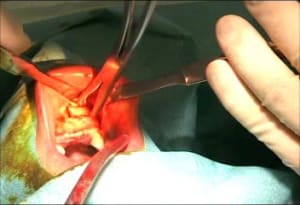 Second greffon vwjxbl - Eugenol