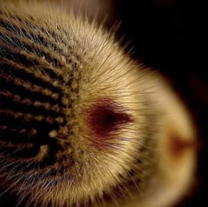 Seins cactus ae3p8m - Eugenol