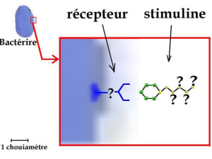 Stimuline recepteur e9s9ae - Eugenol