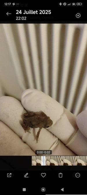 U4swhkwofalw5l96x734d3170x7u - Eugenol