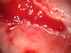 Wg7jvdpuek1dux08jv5x - Eugenol