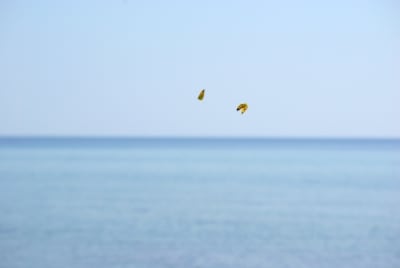 0004 6 1 dv7ys7 - Eugenol