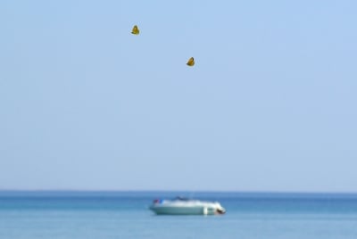 0006 6 2 mn8mma - Eugenol