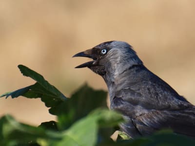 015 vuxaf6 - Eugenol