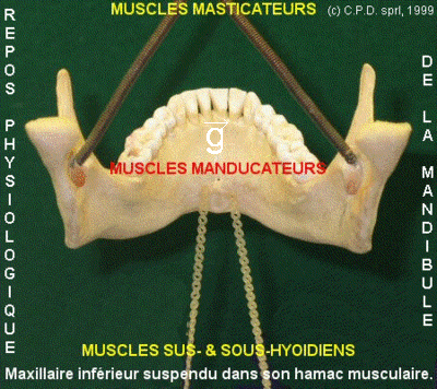 01 repos mdb thk4dd - Eugenol