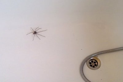 02092010013 l445v4 - Eugenol