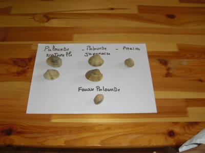 05072008 016 tbaxlv - Eugenol