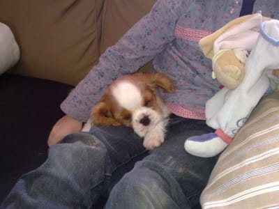 19022011033 zgknem - Eugenol