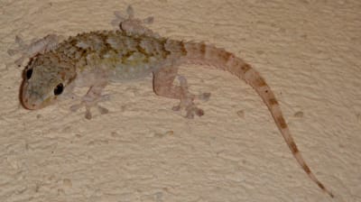 20100716 002 wevrje - Eugenol