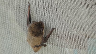 20100716 005 pucb8u - Eugenol