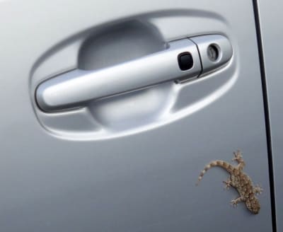 20100719 028 bkxsgy - Eugenol