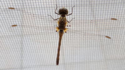 20100812 011 paxkmp - Eugenol