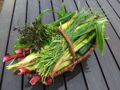 2011 09 07 10.36 - Eugenol