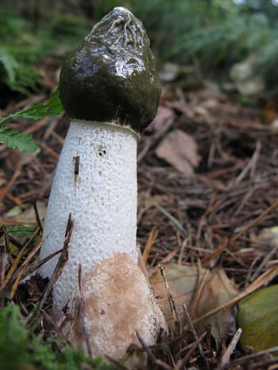 450px phallus impudicus zwvfrx - Eugenol