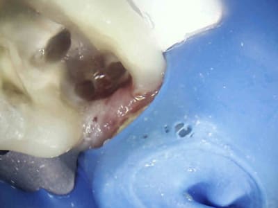 4 e0qbdd - Eugenol