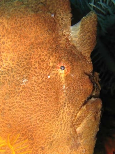 846frogfish2 imcdy1 - Eugenol