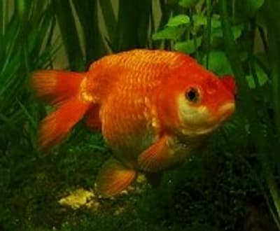 Avril snq5a1 - Eugenol