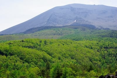 Bkg  3  f79d6u - Eugenol